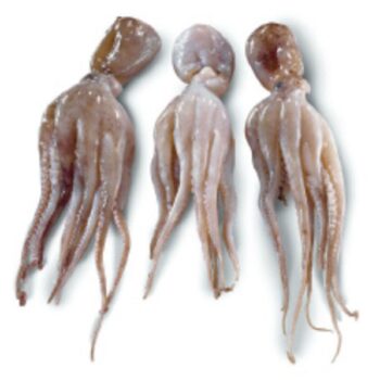 Blæksprutter Moscardini Octopus Aegina