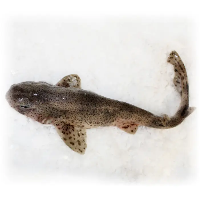 Rødhaj scyliorhinus stellaris