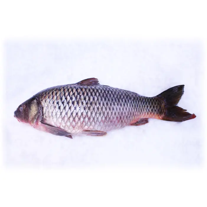 Karper Cyprinus carpio