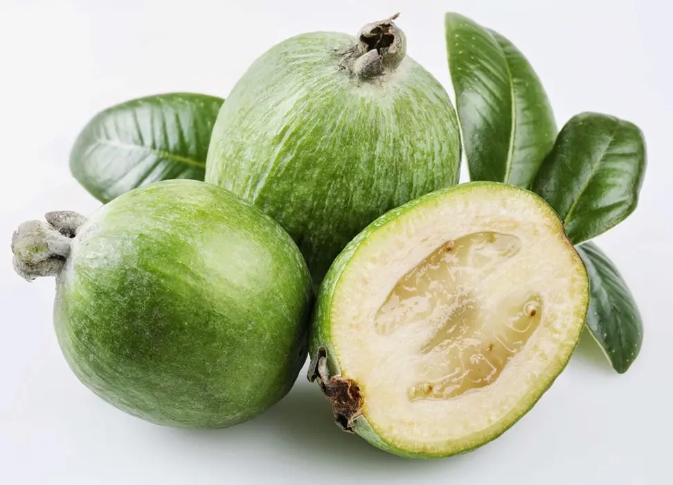 Feijoa