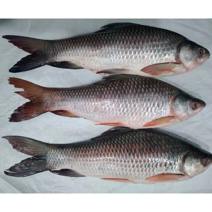 Hilsa 1200-1500g