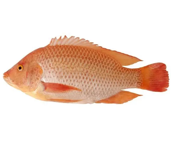 Tilapia rød 500-800g