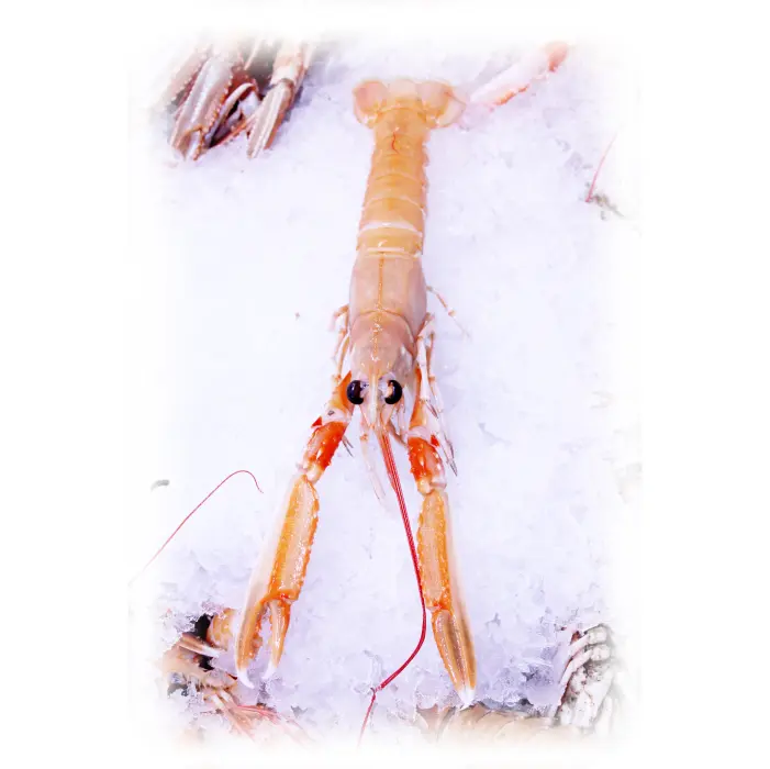 Jomfruhummer mørke Nephrops norvegicus