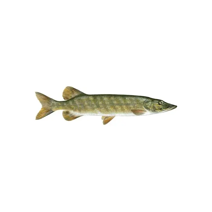 Gedde Esox lucius, ferskvand