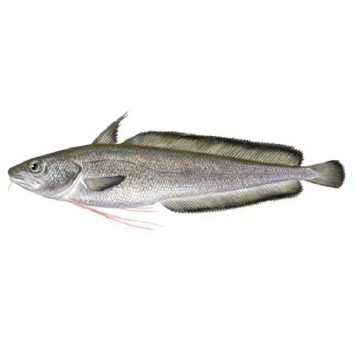 Skælbrosmefilet, Phycis Blennoides