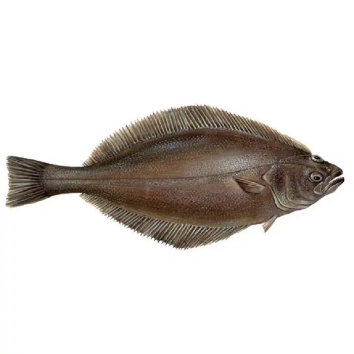 Hellefisk Reinhardtius hippogloides fr.