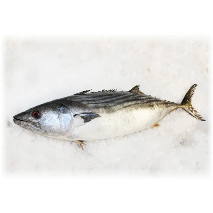 Tun skipjack 8/12 KG katsuwonus pelamis