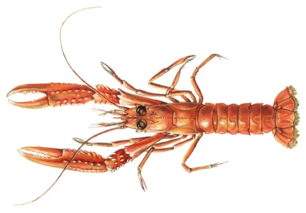 Jomfruhummer 8-12 Nephrops norvegicus