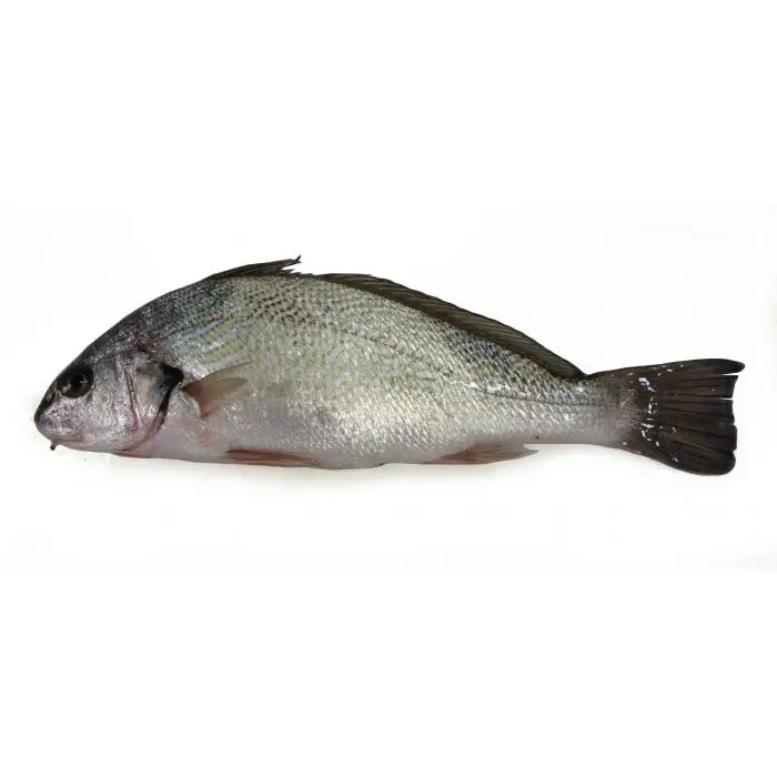 Ørnefisk Argyrosomus regius