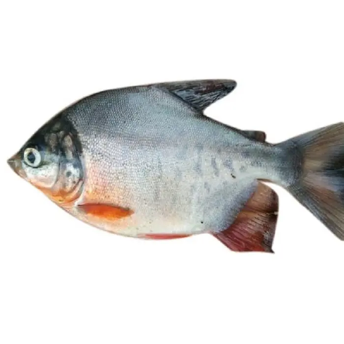 Pomfret (Rupchanda) 3-500 g