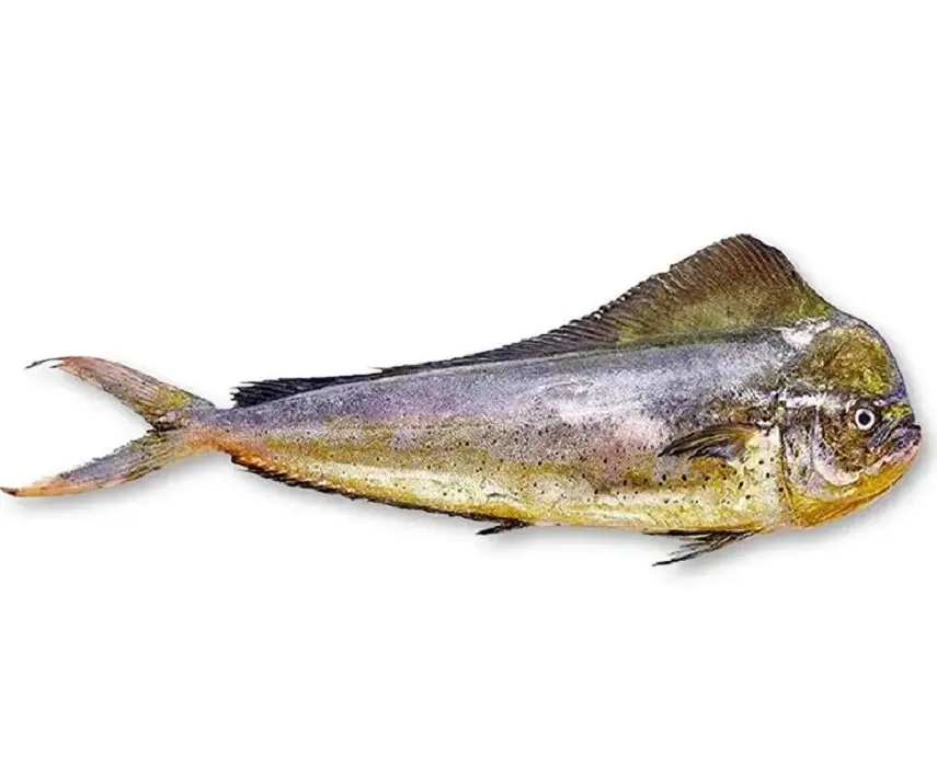 Mahi Mahi Coryphaena Hippurus