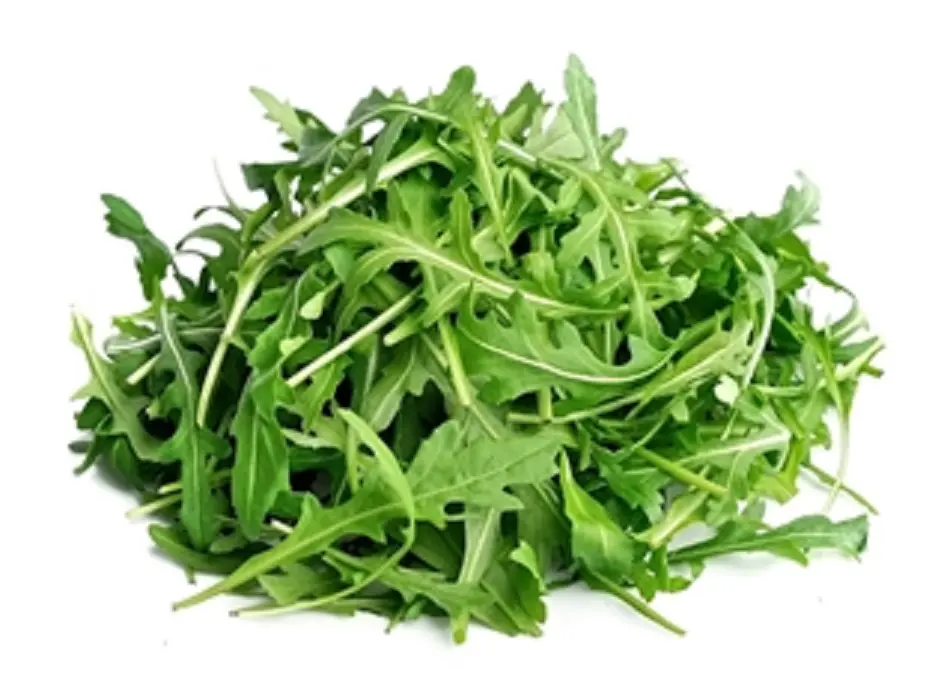 Rucola