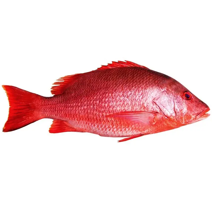 Red snapper lutjanus malabaricus