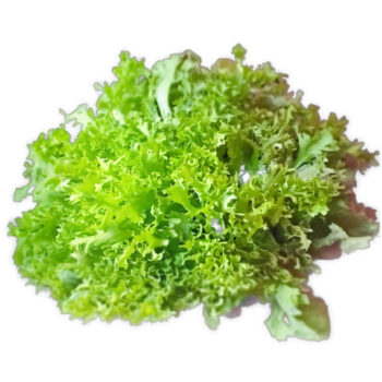 Frisse Salat