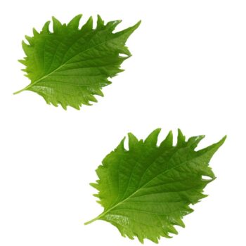 Shiso grønne blade