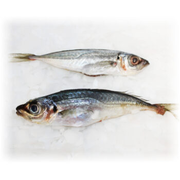 Hestemakrel trachurus mediterraneus