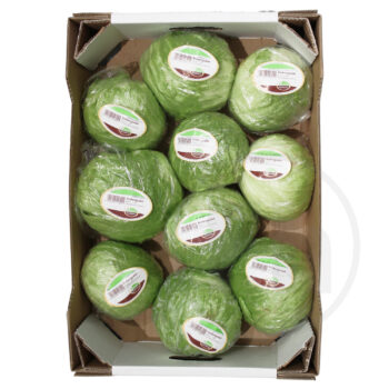 Iceberg salat