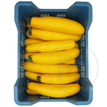 Squash Gul Courgetter