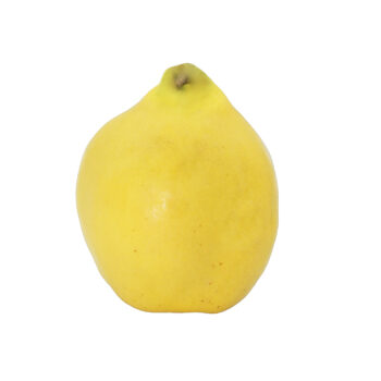 Kvæder