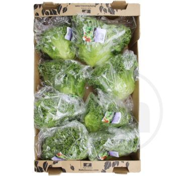 Frillice Salat