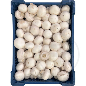 Champignon