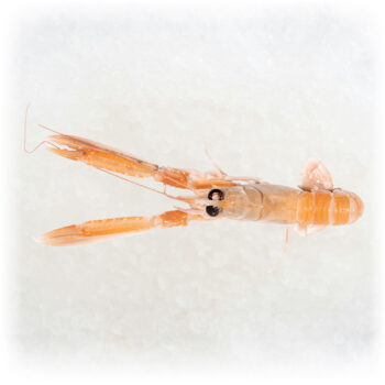 Jomfruhummer Nephrops norvegicus