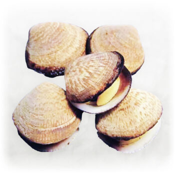Muslinger mandel glycymeris