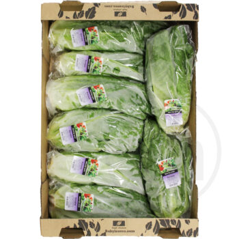Romaine salat
