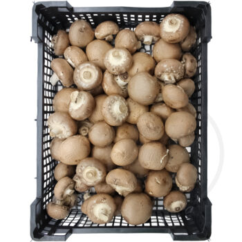 Champignon Mark