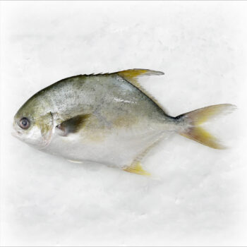 Pomfret Trachinios blochii opt.