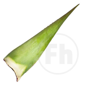 Aloe vera