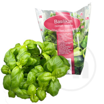 Basilikum krydderurte i potte