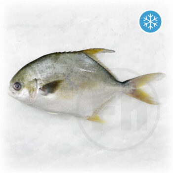 Pomfret Trachinios blochii opt.