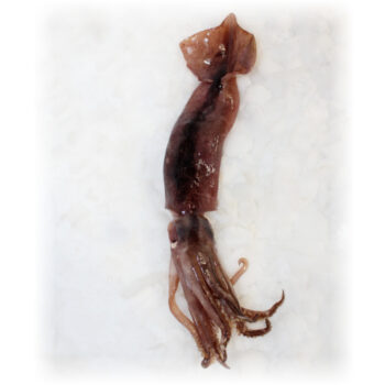 Blæksprutte Illex coindetti