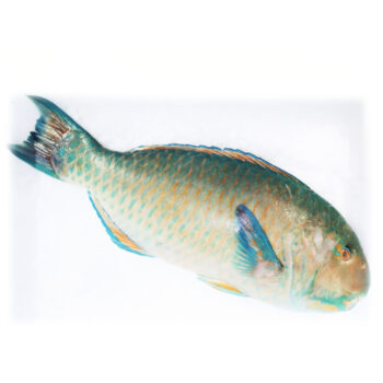 Papegøje fisk scarus ghobban 0,5-2,0 kg