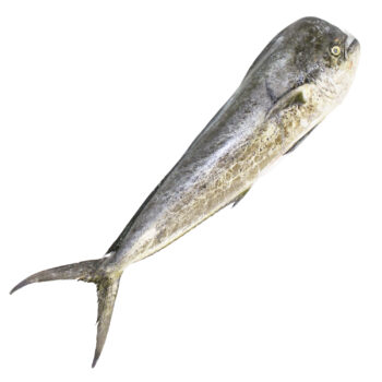 Mahi Mahi Coryphaena Hippurus