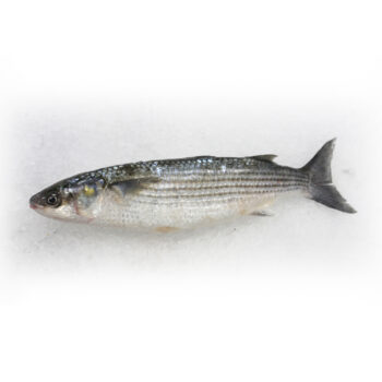 Multe Mugil Cephalus +500g